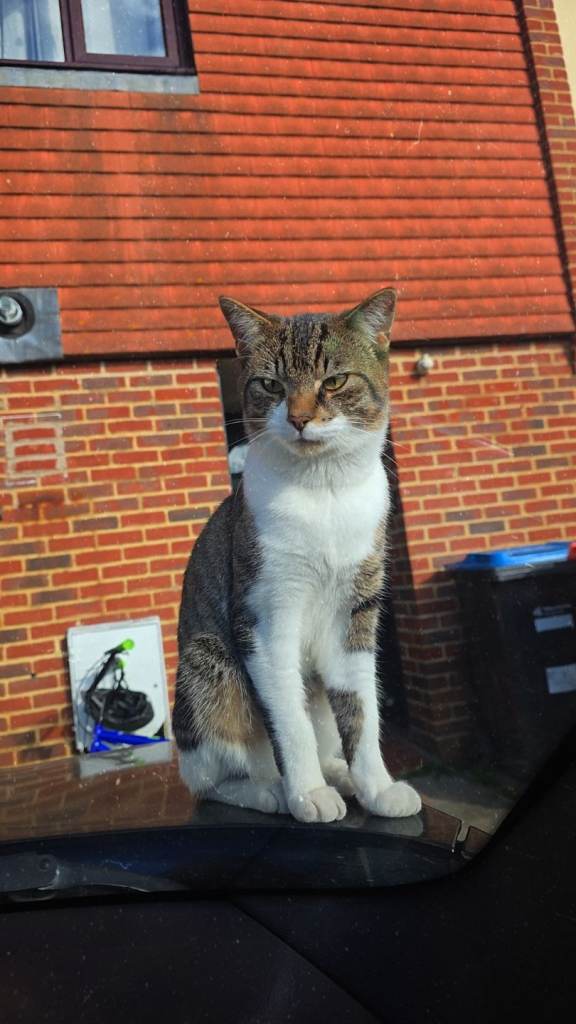 1 year old male nutered cat for rehome.