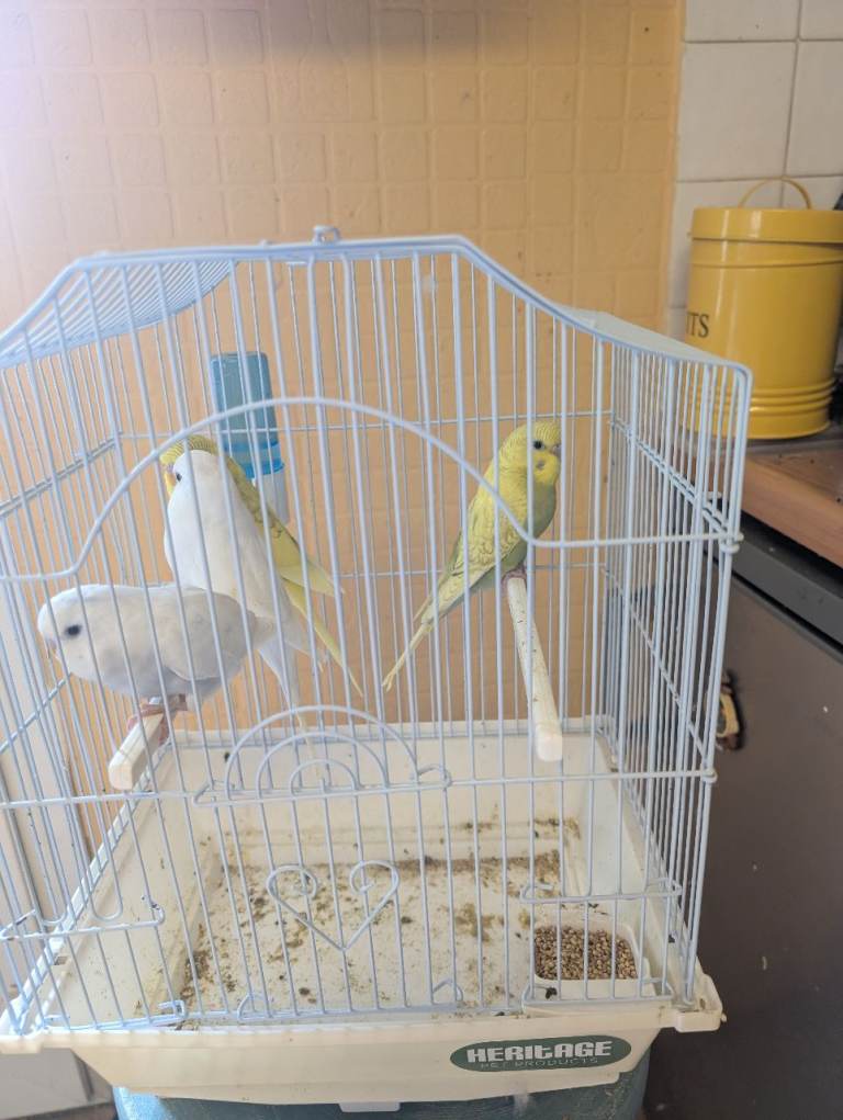 Baby budgies for sale 