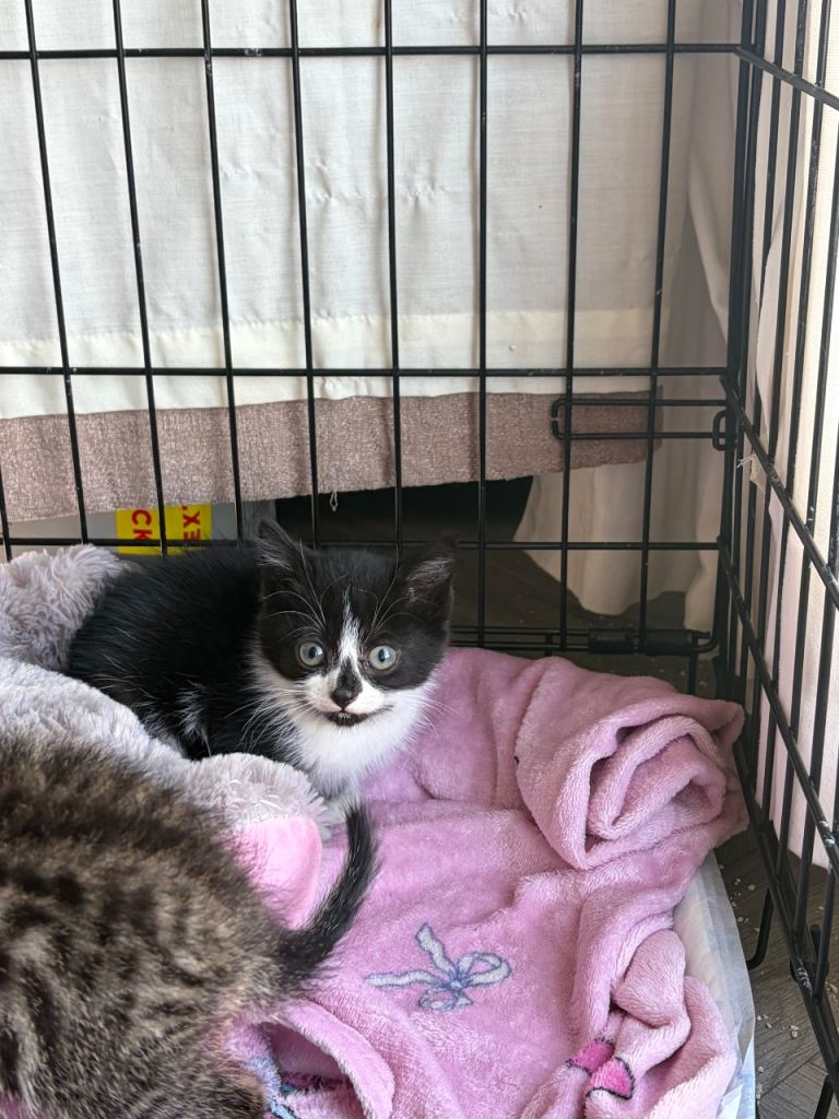 Girl kitten 