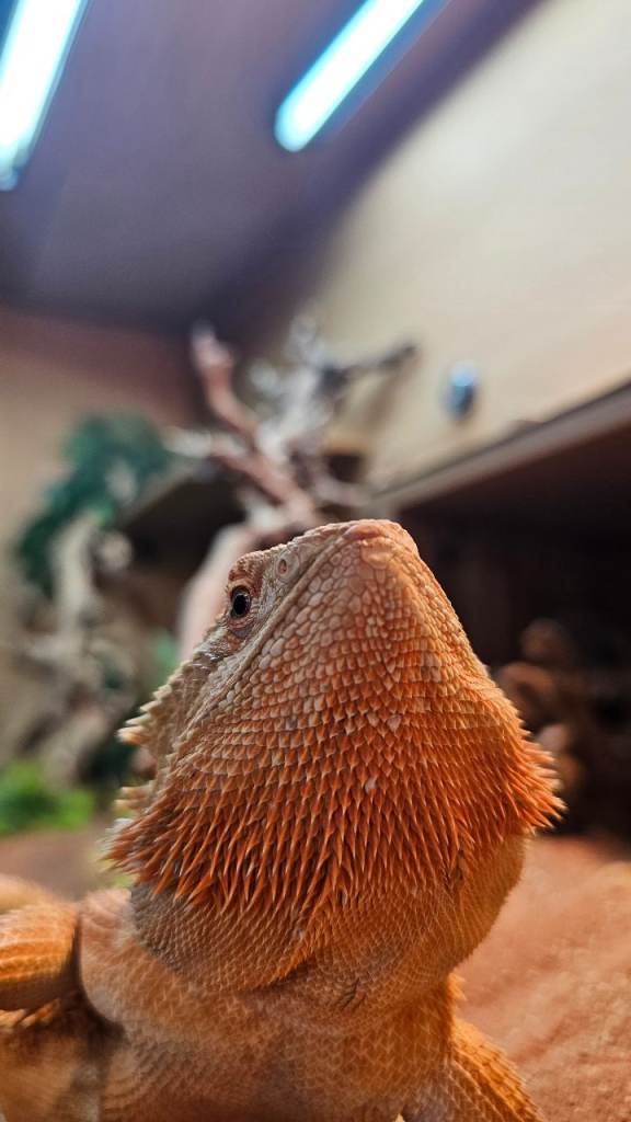 Bearded dragon with full set up
