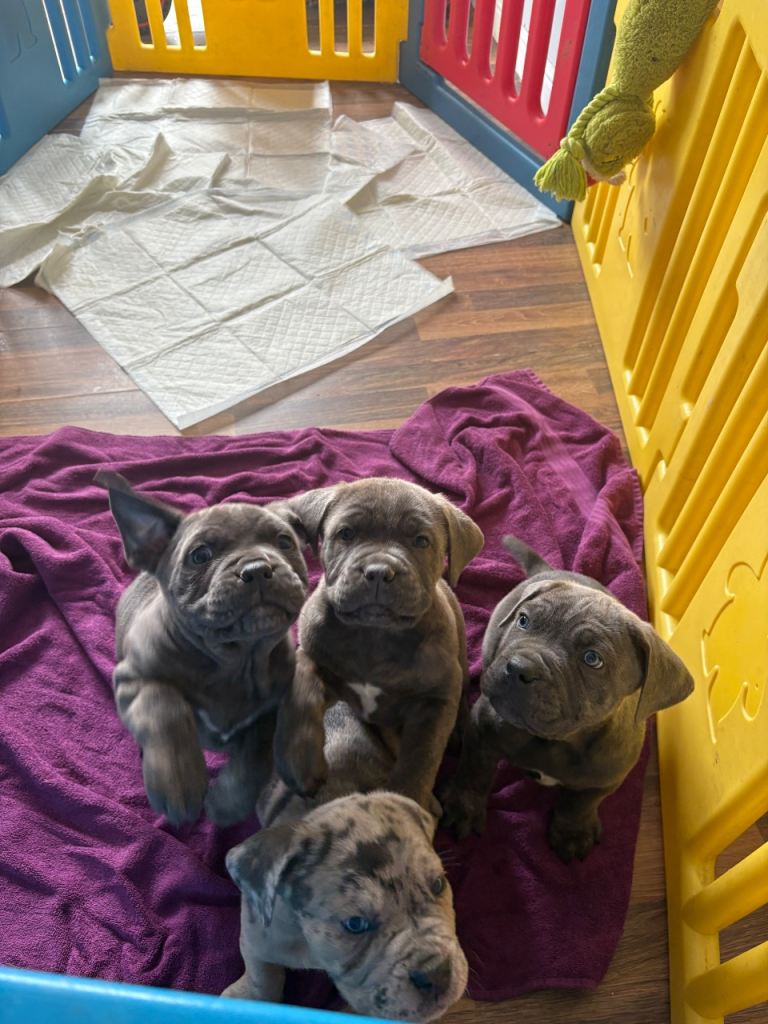 Neapolitan mastiffs