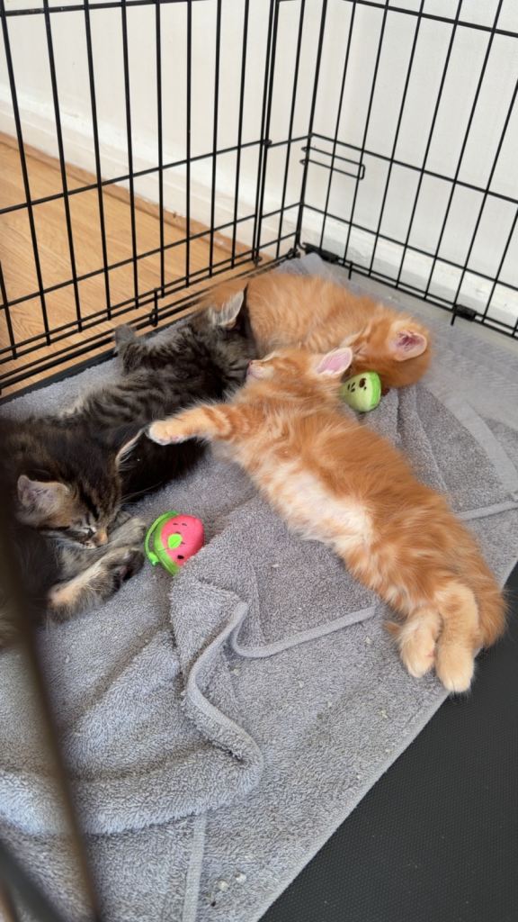 Maincoone kittens 