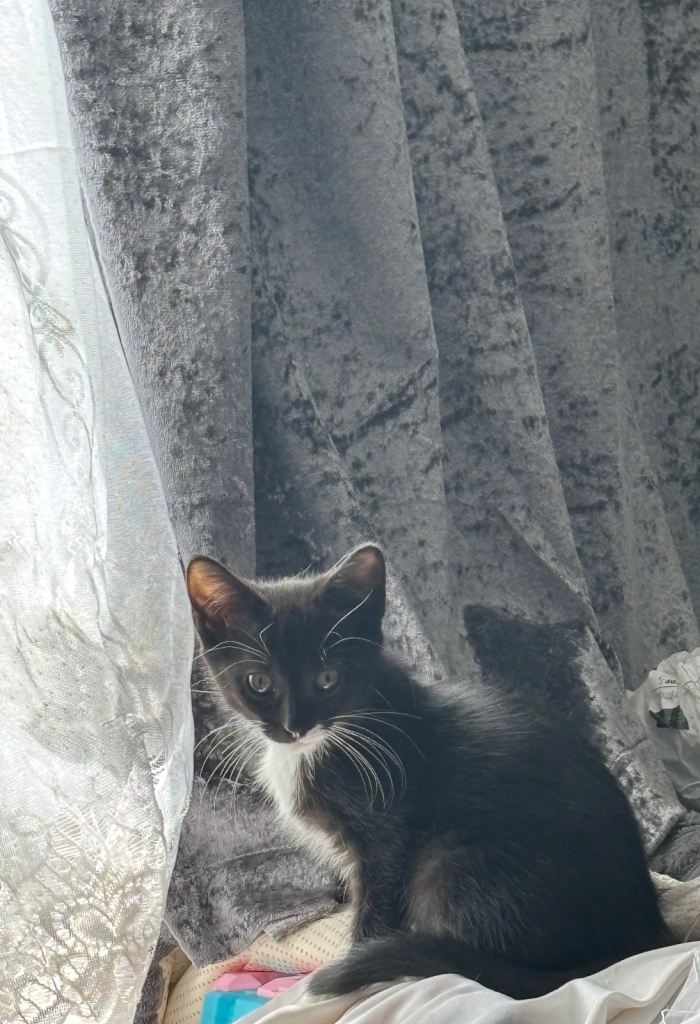 Ragamese cross kittens 