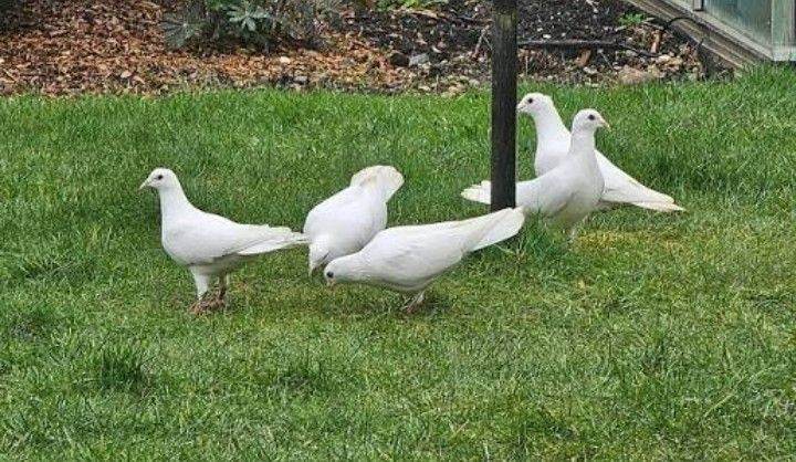 Doves