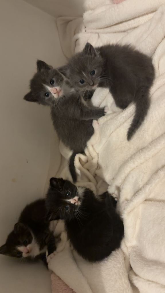 4 beautiful kittens! 