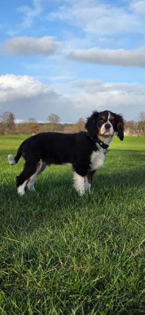 king charles spaniel 