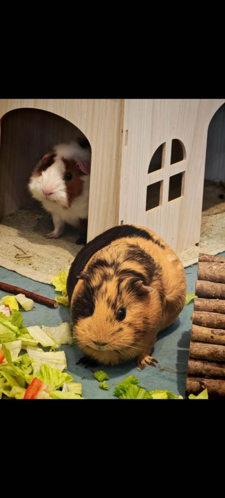 image for guinea pigs female