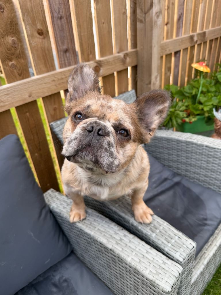 Fluffy French bulldog - please read description 