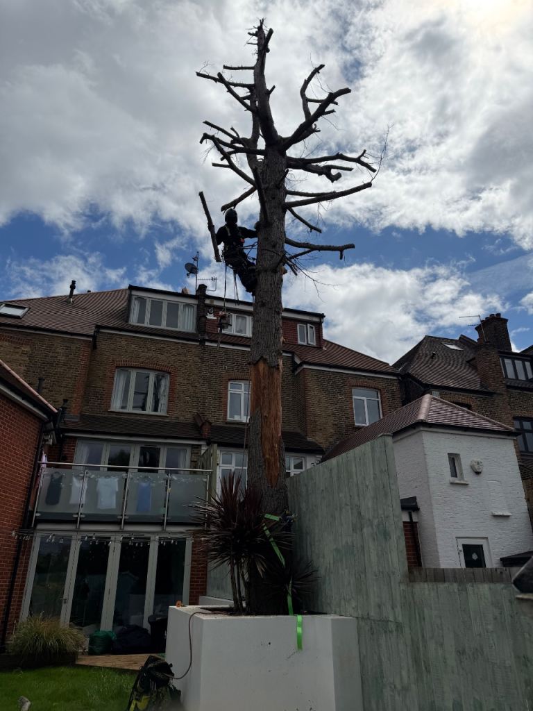Tree Removal tree cutting tree surgeon stump removal tree service tree service 
