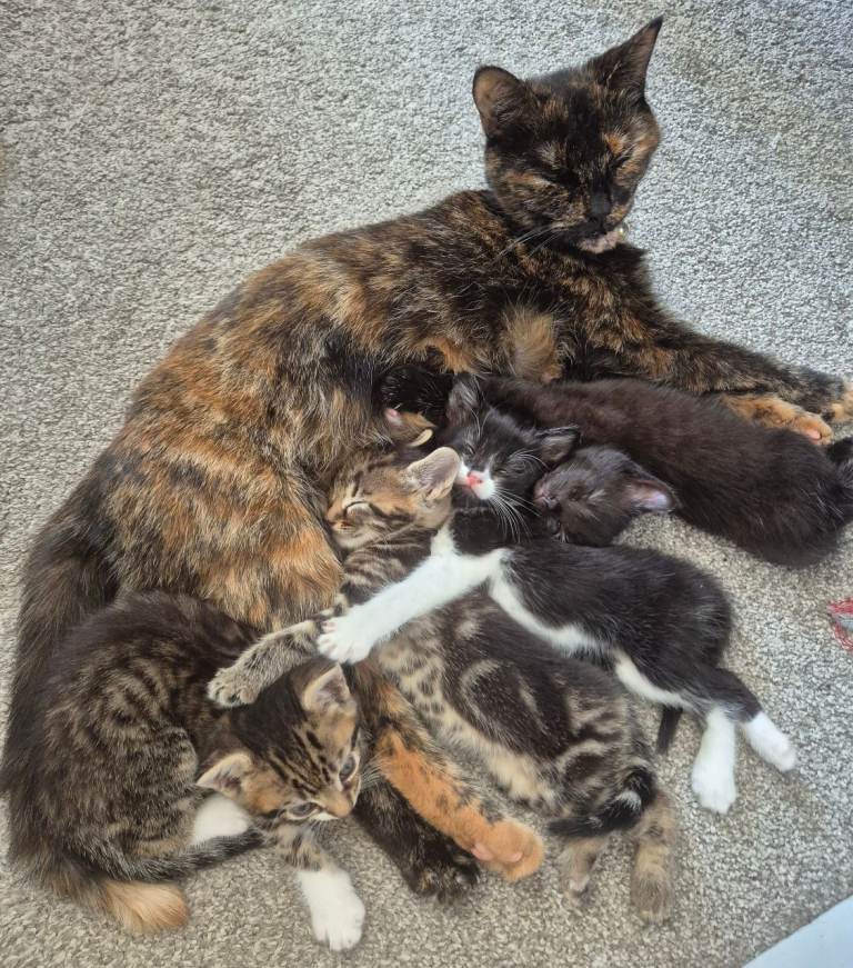 Kittens for sale