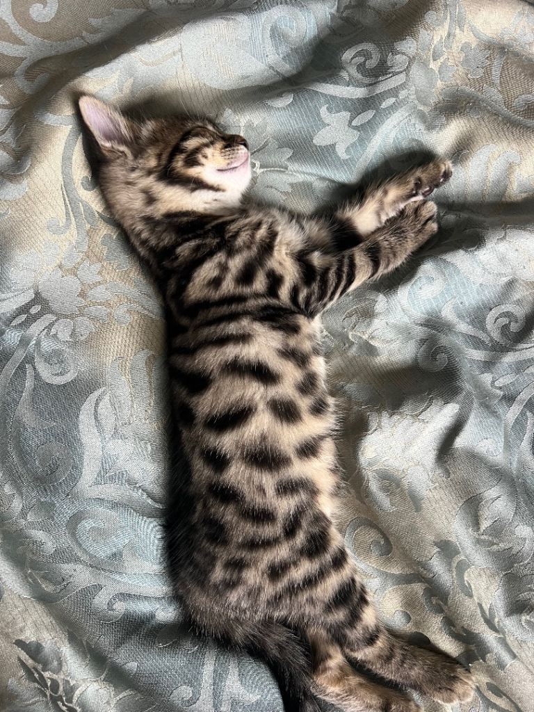 Bengal mixed kittens 