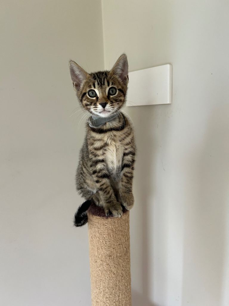 Playful loving and exceptional pedigree F1 Bengal and BSH kittens ready for new homes 