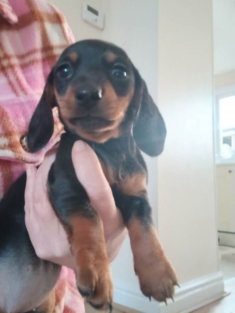Dachshund puppys for sale 