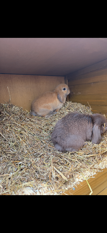 Male ginger rabbit (Ralph)