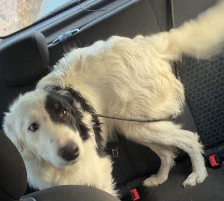 Border collie, 8 months old