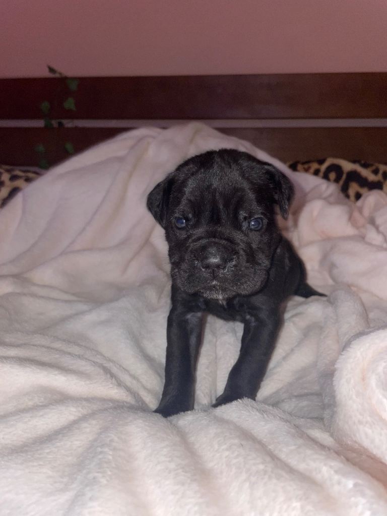 4 female cane corso puppies pure breed