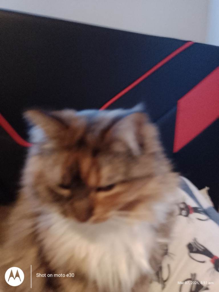 Very loving cats, sad to rehome