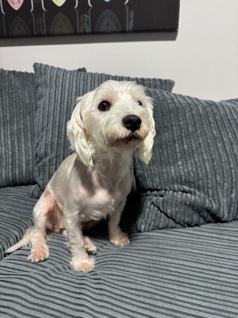 Maltese girl for sale