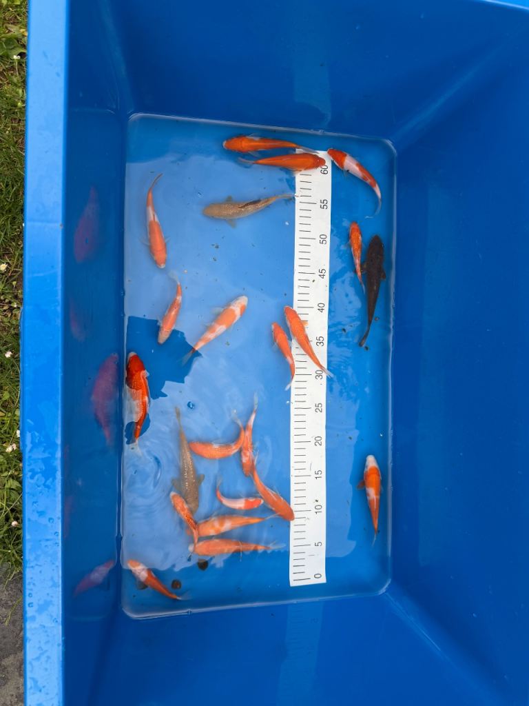 Koi for sale 