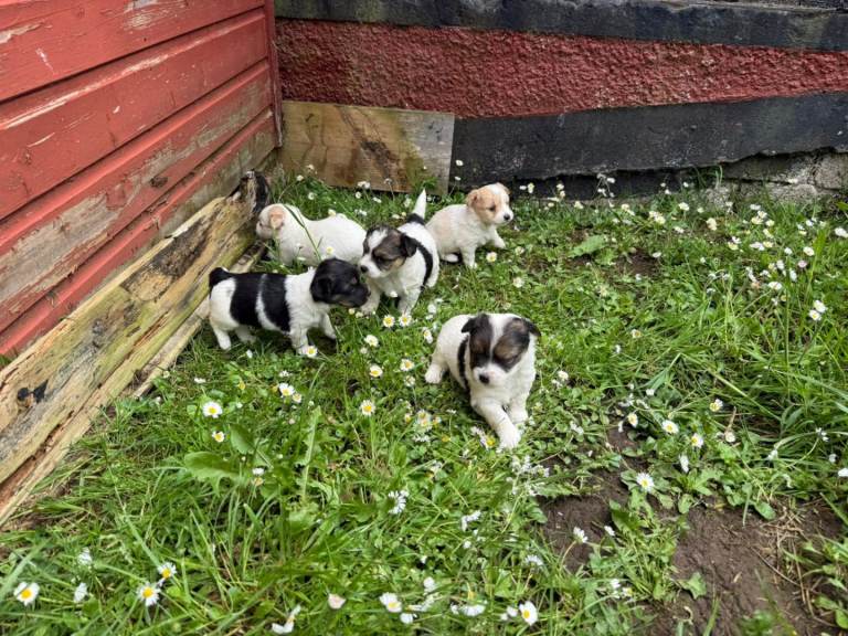 Jack Russell puppies 