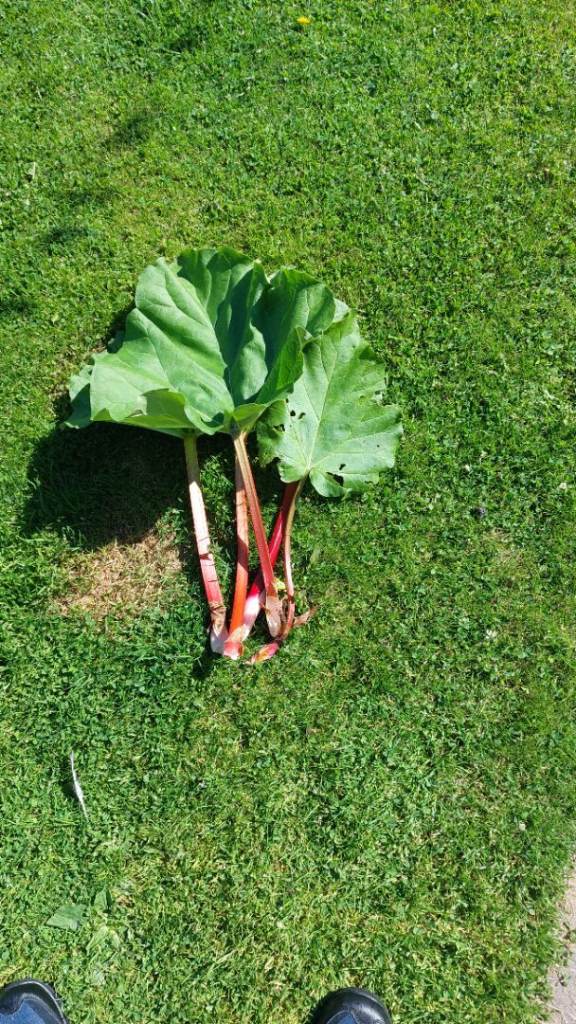 Lovely juicy home grown rhubarb 