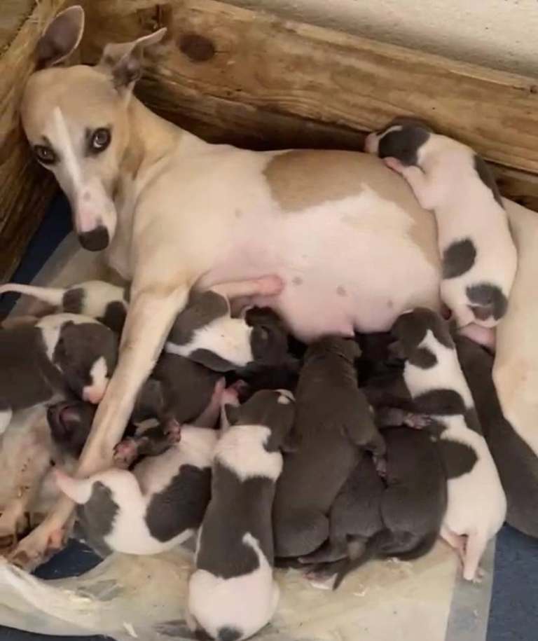 Whippet puppies