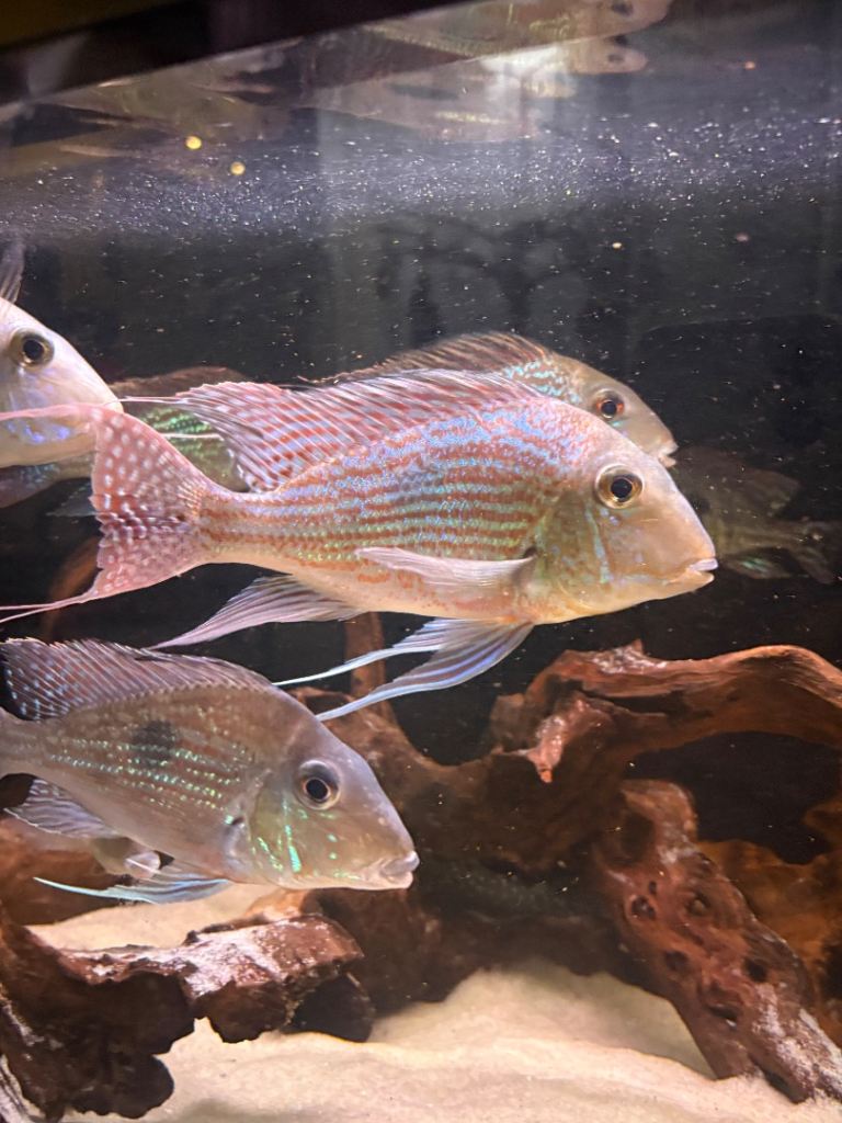 XL Wild  geophagus sveni and more