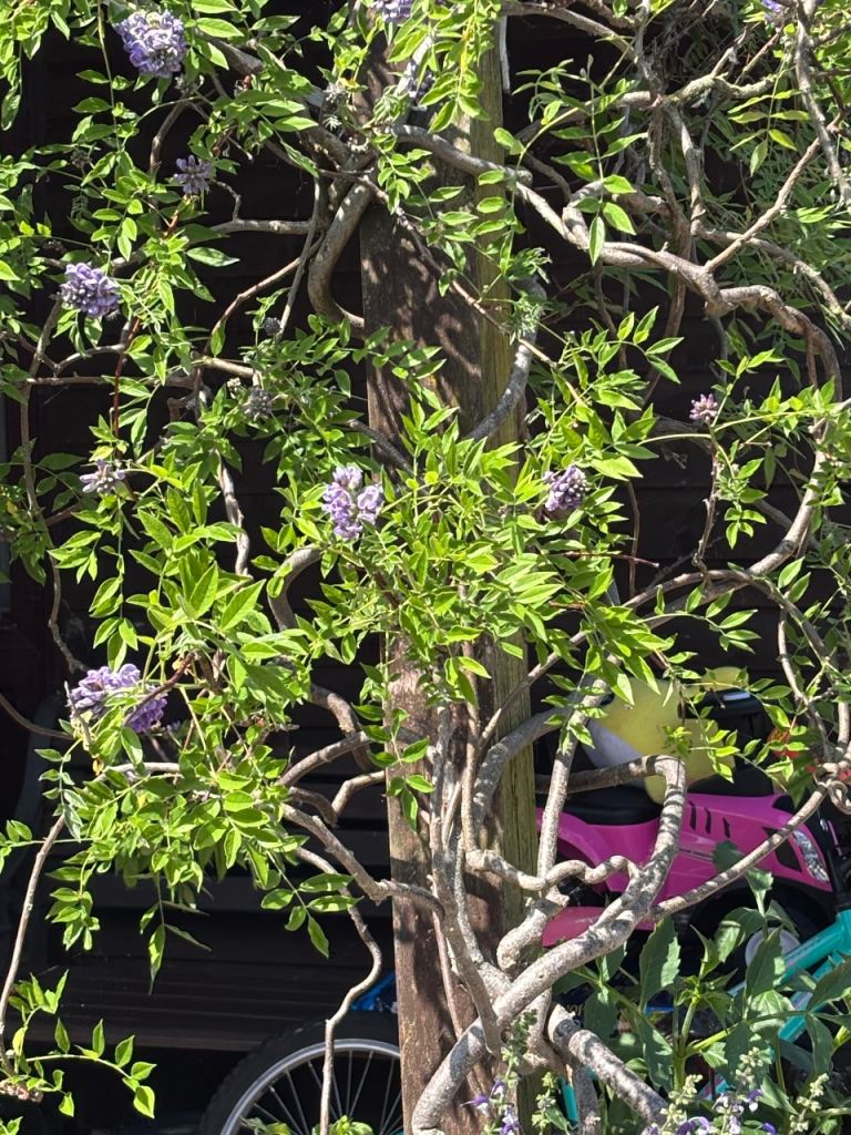 Plants 