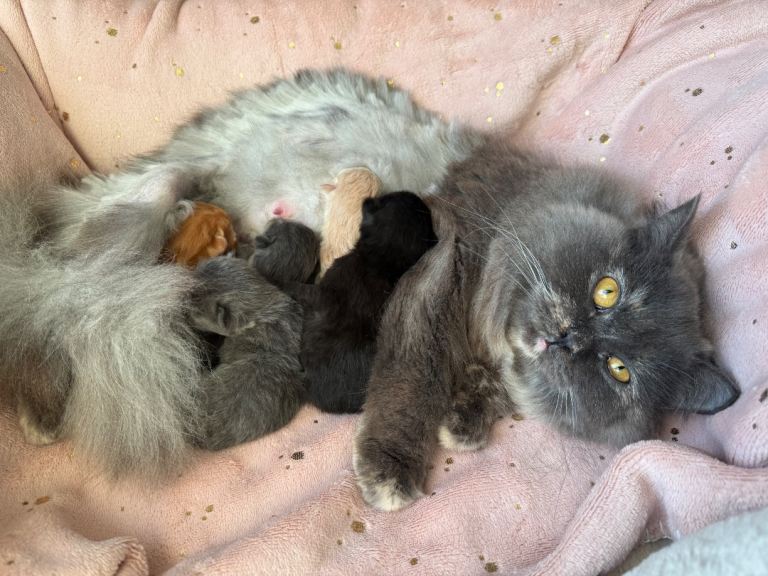 Amazing Maine coon /british longhair