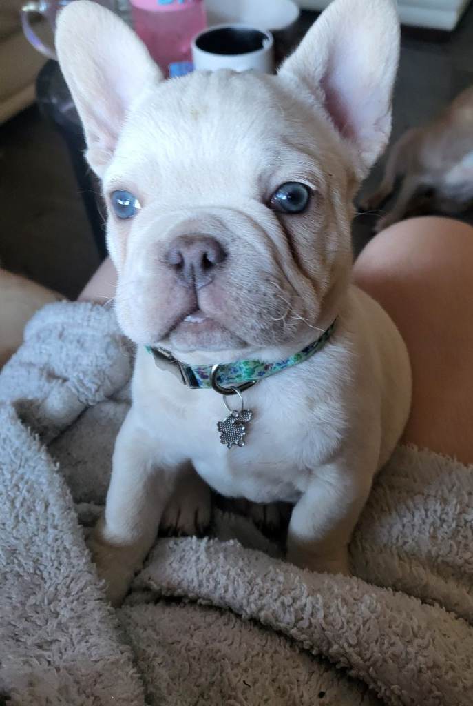 Storm.the frenchie baby