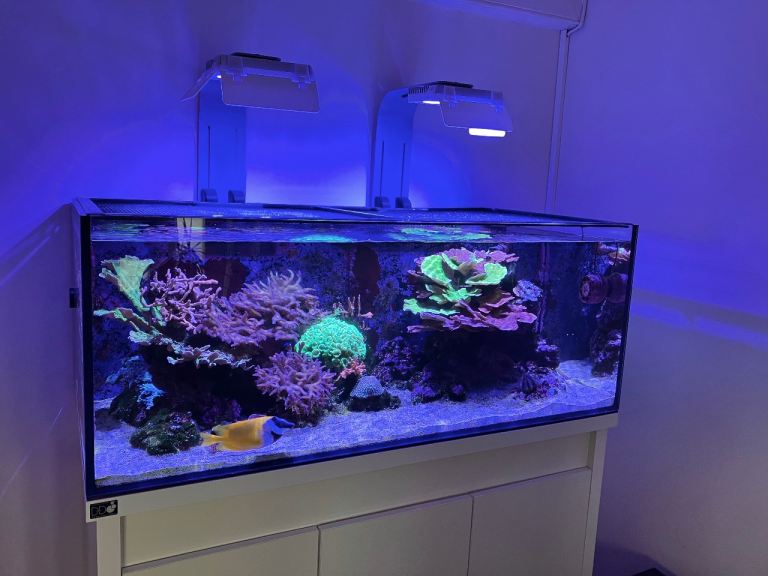 Mix of marine corals for sale