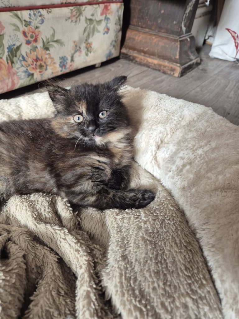 Two adorable kittens