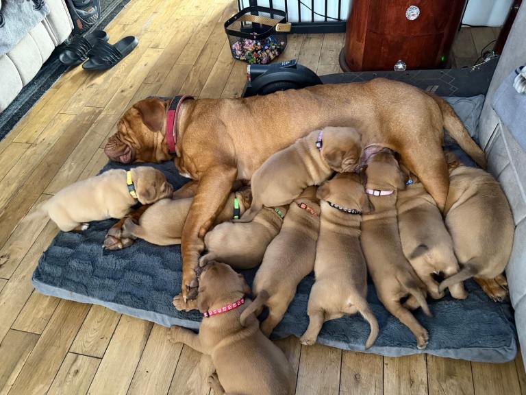 Dogue de bourdeaux puppies 