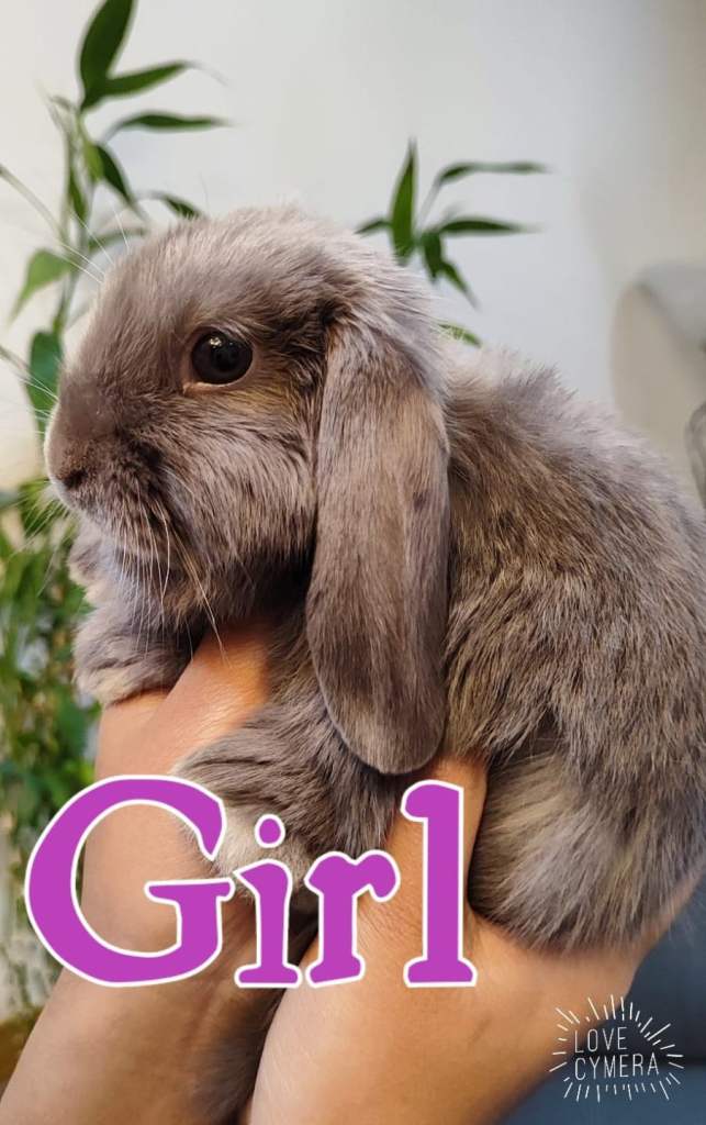Mini lop