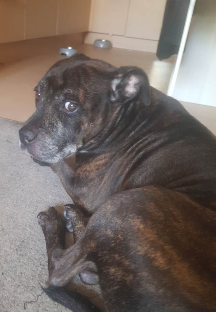 Rocco the staffy