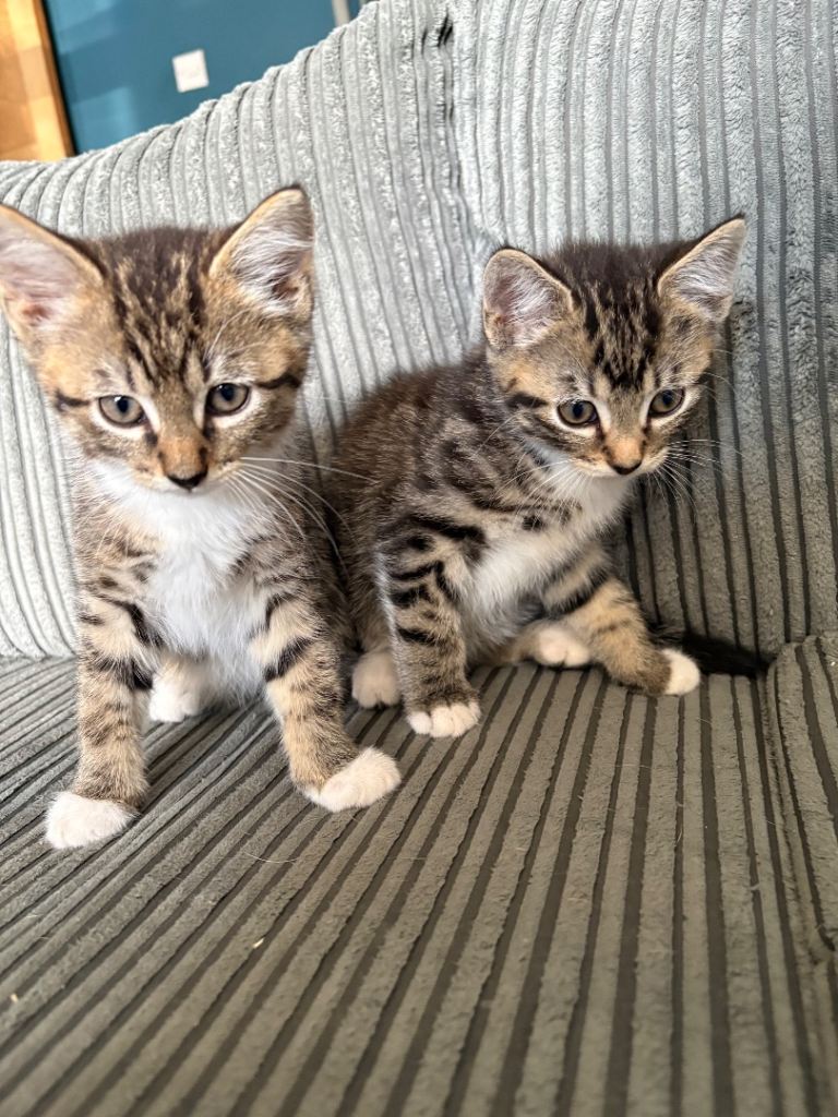 Tabby kitten brothers 