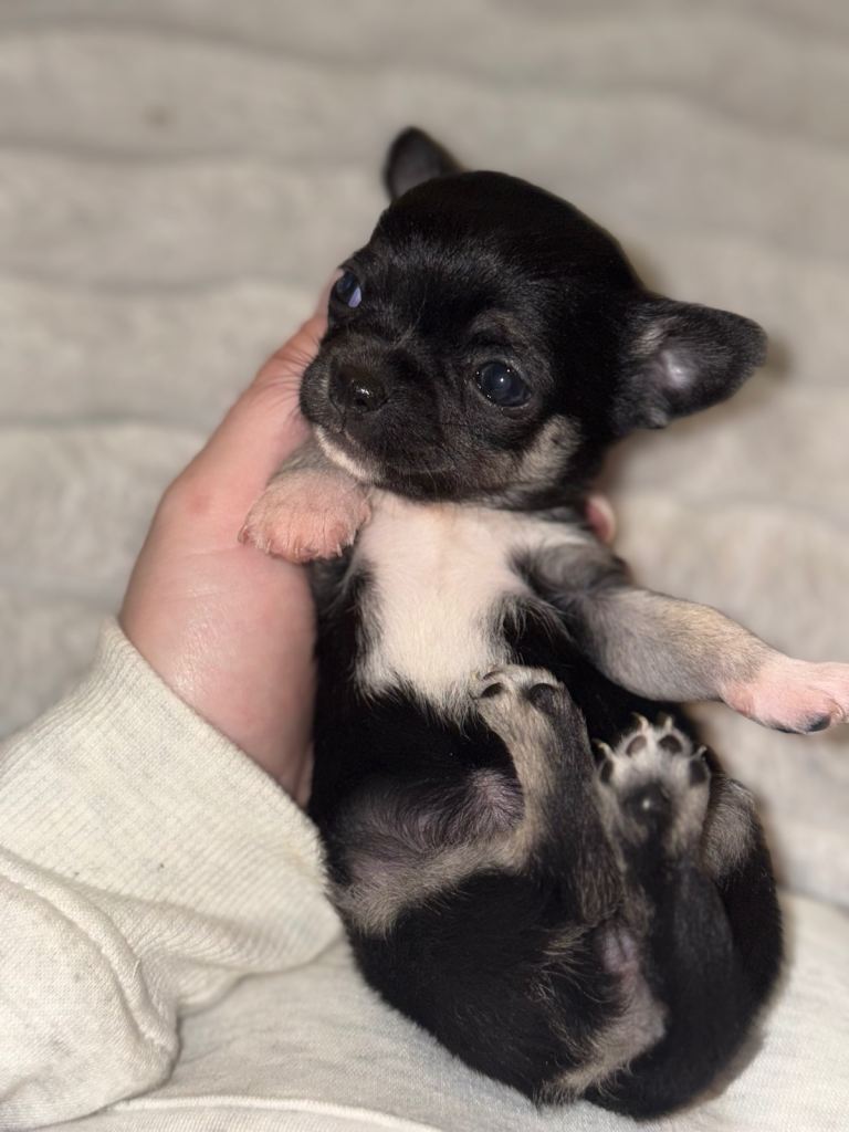 Chihuahua puppies