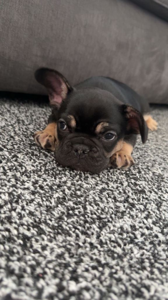 French bulldog 