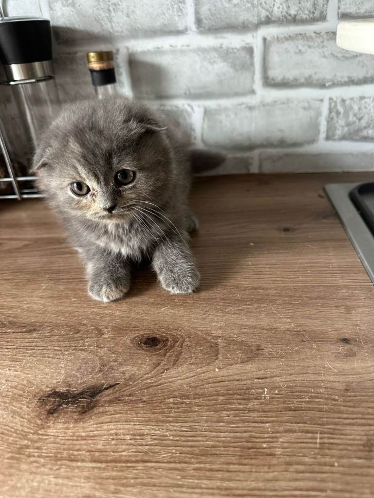 🖤REDUCED 2 LEFT🖤GORGEOUS KITTENS🖤