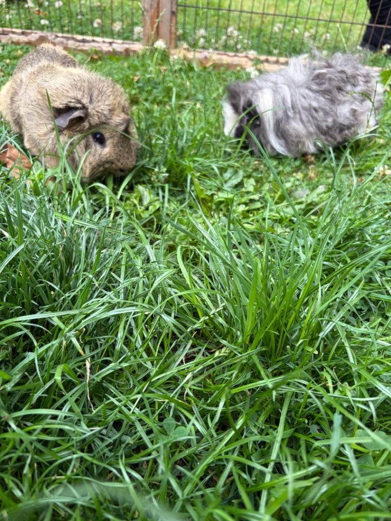 Guinea pigs 
