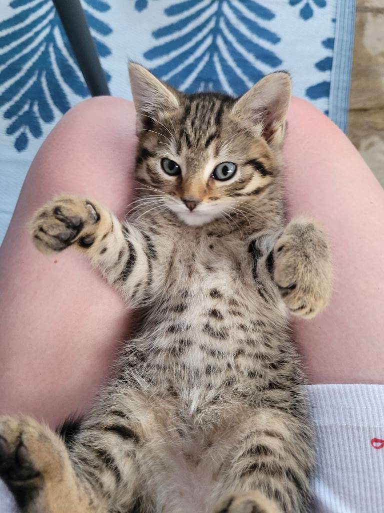 3 Beautiful Siberian Cross Long Hair Kittens 