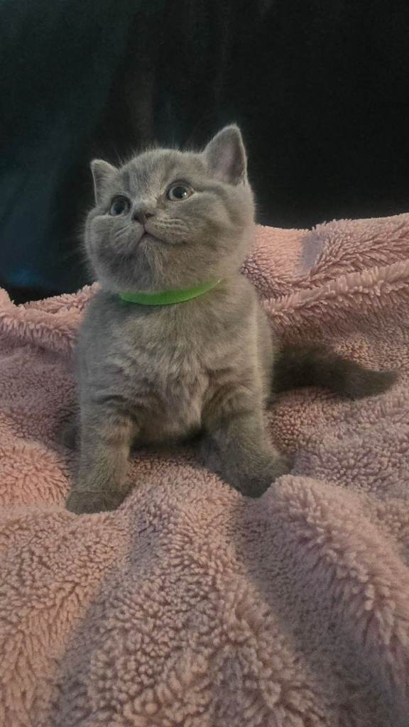 British cat