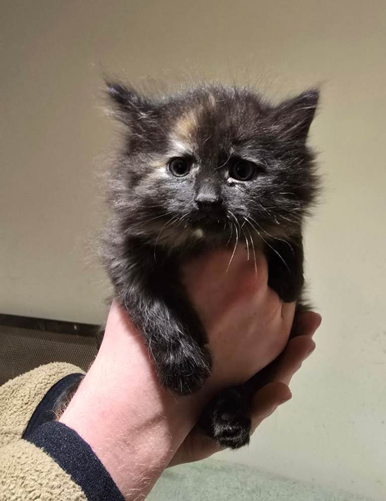 Kittens , All booked now