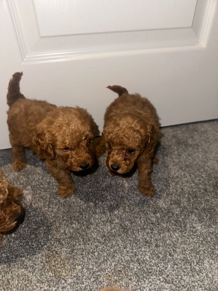 Toy poodles 