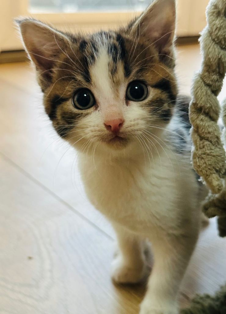 3 male kittens and 1 female available now