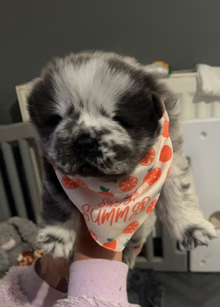 chow chow puppies 