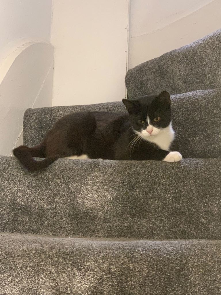 Tuxedo Cat (female) 