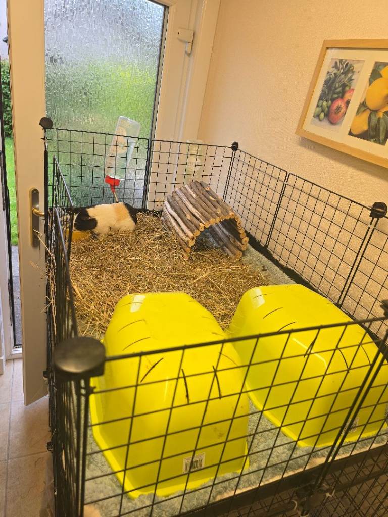 2 male piggies