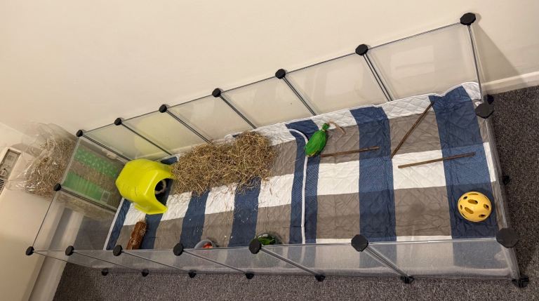 Two cages and contents 