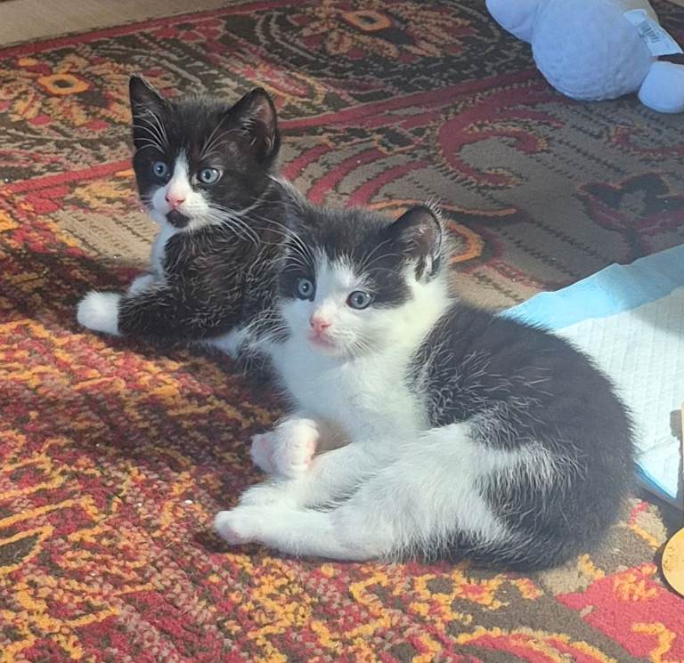 Mixed breed kittiens
